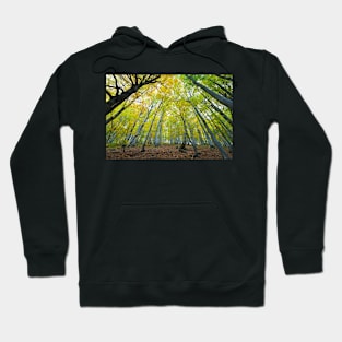 Green beech forest illuminated by the sun, low and wide angle view Hoodie